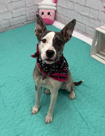 Shelter Stray Female Dog last seen Near BLOCK E NEVADA ST, DETROIT MI 48234, 7401 Chrysler Dr, Detroit, MI 48211, USA