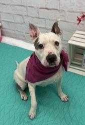 Shelter Stray Female Dog last seen Near BLOCK TRINITY ST, DETROIT, MI 48228, 7401 Chrysler Dr, Detroit, MI 48211, USA