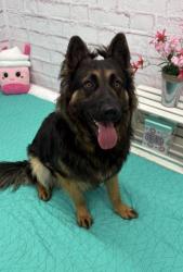 Shelter Stray Male Dog last seen Near BLOCK W PHILADELPHIA, DETROIT, MI 48202, 7401 Chrysler Dr, Detroit, MI 48211, USA