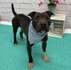Shelter Stray Male Dog last seen Near BLOCK W GRAND ST, DETROIT, MI 48238, 7401 Chrysler Dr, Detroit, MI 48211, USA