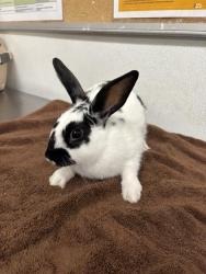 Shelter Stray Female Other last seen , Camarillo, CA 93010