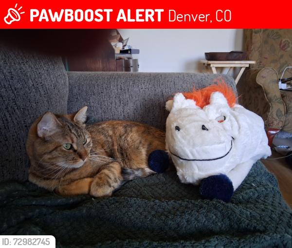 Lost Female Cat last seen South Yosemite and East NASA Avenue intersection, Denver, CO 80237