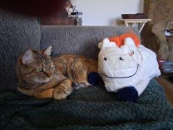 Lost Female Cat last seen South Yosemite and East NASA Avenue intersection, Denver, CO 80237