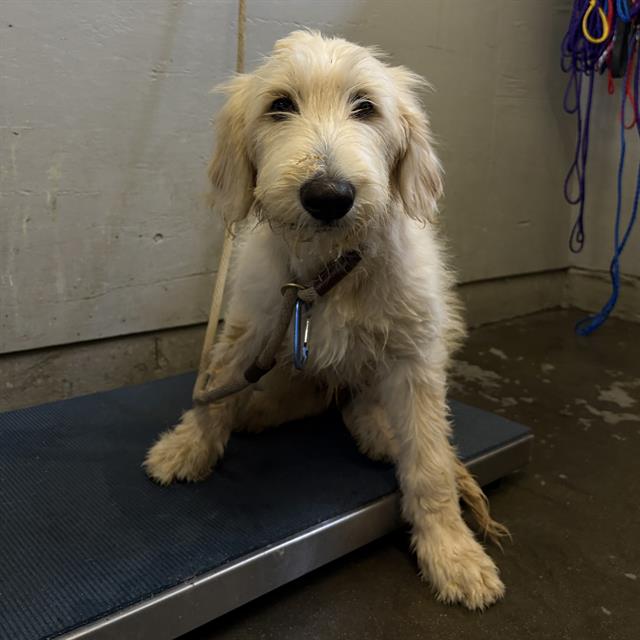 Shelter Stray Female Dog last seen , Camarillo, CA 93010