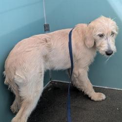 Shelter Stray Female Dog last seen , Camarillo, CA 93010