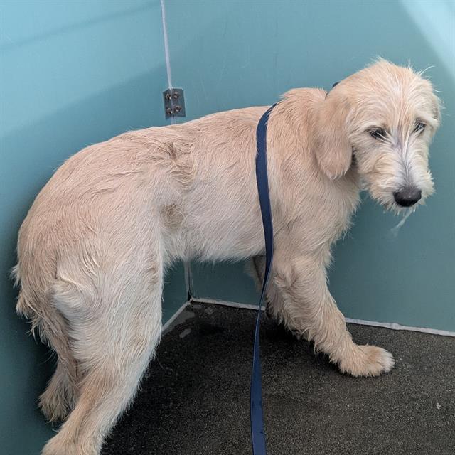 Shelter Stray Female Dog last seen , Camarillo, CA 93010