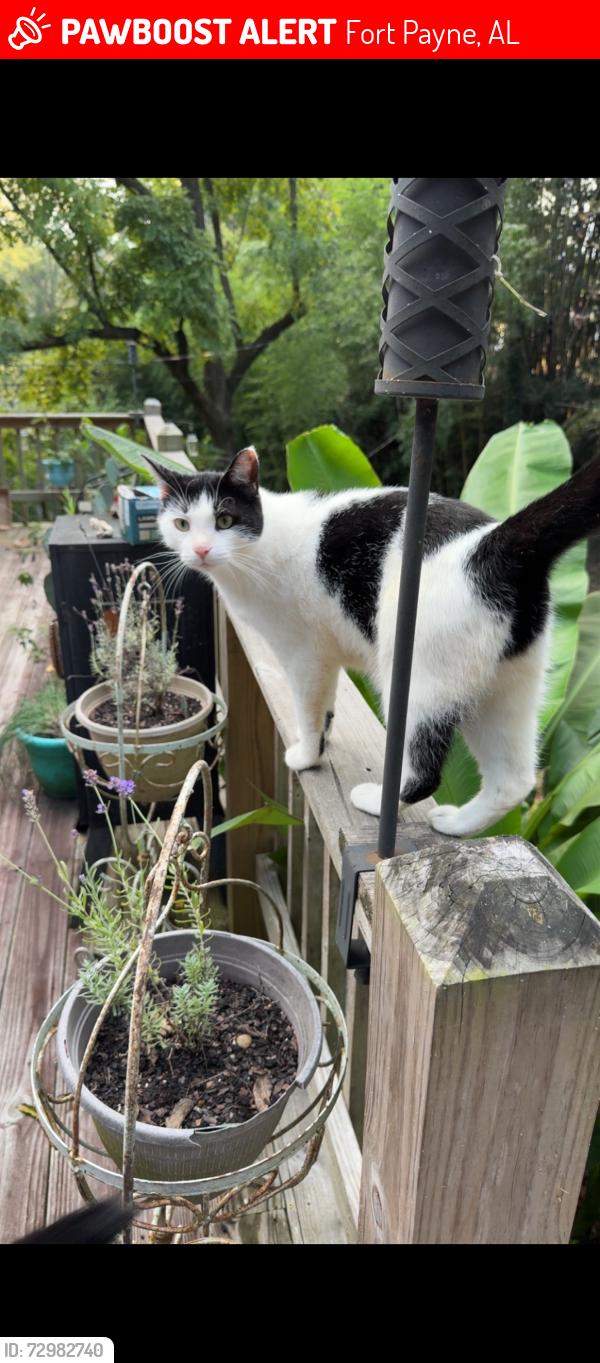 Lost Male Cat last seen 4th St NW and Forest Ave, Fort Payne, AL 35967