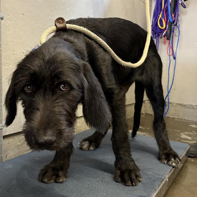 Shelter Stray Male Dog last seen , Camarillo, CA 93010