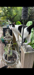 Lost Male Cat last seen 4th St NW and Forest Ave, Fort Payne, AL 35967