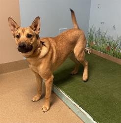 Shelter Stray Male Dog last seen , 38550 Sierra Hwy, Palmdale, CA 93550, USA