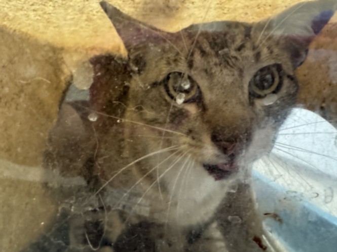 Shelter Stray Male Cat last seen , 3201 Lacy St, Los Angeles, CA 90031, USA