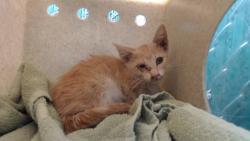 Shelter Stray Male Cat last seen , 11258 Garfield Ave, Downey, CA 90242, USA