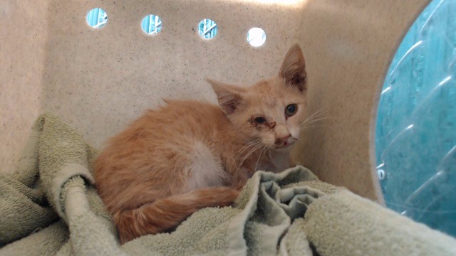 Shelter Stray Male Cat last seen , 11258 Garfield Ave, Downey, CA 90242, USA