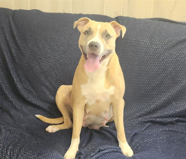 Shelter Stray Female Dog last seen CHARLOTTE, 8315 Byrum Dr, Charlotte, NC 28217, USA
