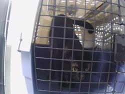 Shelter Stray Female Cat last seen CHARLOTTE, 8315 Byrum Dr, Charlotte, NC 28217, USA