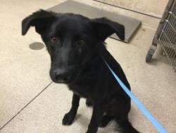 Shelter Stray Female Dog last seen MISSION BL, JURUPA VALLEY, CA, 6851 Van Buren Boulevard, Jurupa Valley, CA 92509, USA