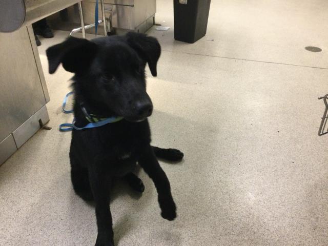 Shelter Stray Male Dog last seen MISSION BL, JURUPA VALLEY, CA, 6851 Van Buren Boulevard, Jurupa Valley, CA 92509, USA