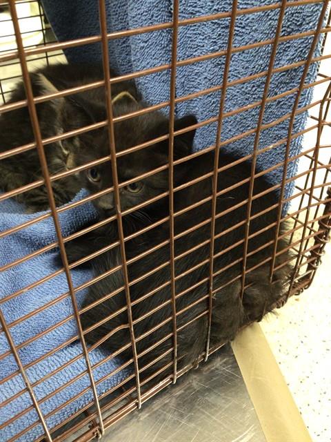Shelter Stray Female Cat last seen HURON AND W 146 AVE, 12155 Park Blvd, Brighton, CO 80601, USA