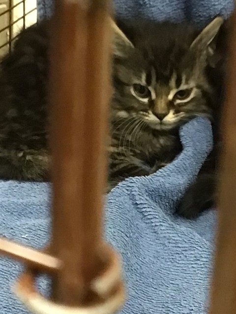 Shelter Stray Female Cat last seen HURON AND W 146 AVE, 12155 Park Blvd, Brighton, CO 80601, USA