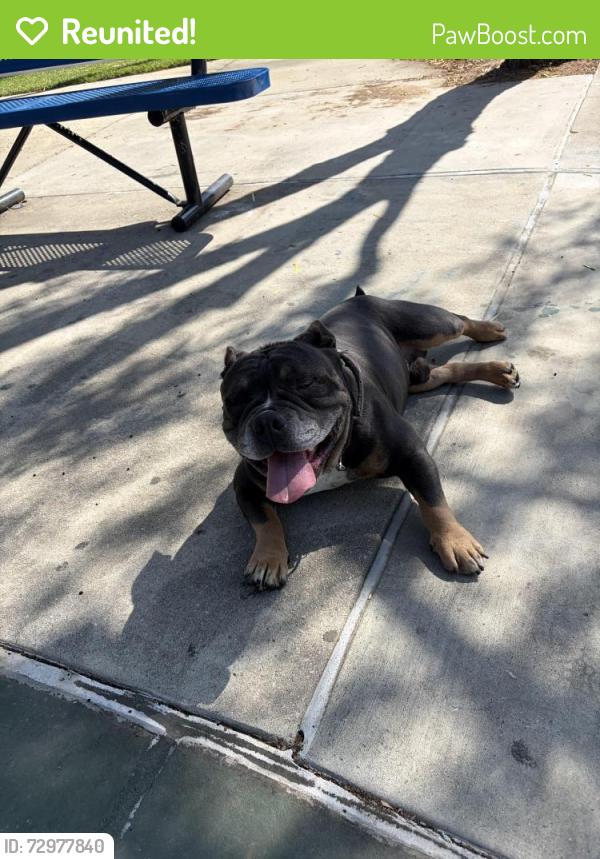 Reunited Male Dog last seen Adrienne Mitchell Mem Park 22580–22590 Adrienne Ave Moreno Valley, CA  92553 United States, Moreno Valley, CA 92553