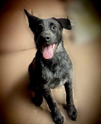 Lost Male Dog last seen Kent and Ave 14, Hanford, CA 93230