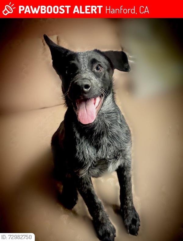 Lost Male Dog last seen Kent and Ave 14, Hanford, CA 93230