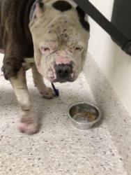 Shelter Stray Male Dog last seen Near BLOCK LEYDEN ST, 12155 Park Blvd, Brighton, CO 80601, USA