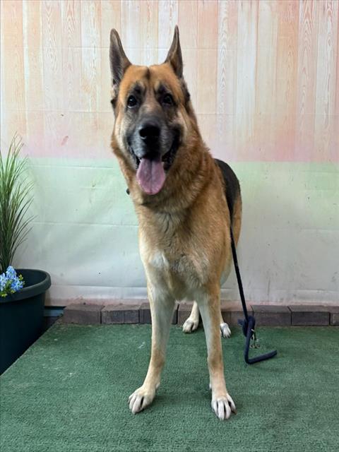 Shelter Stray Male Dog last seen , 4275 Elton St, Baldwin Park, CA 91706, USA