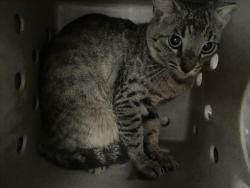 Shelter Stray Unknown Cat last seen Near BLOCK CALTHA WAY, 227 N D St, Perris, CA 92570, USA