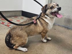 Shelter Stray Male Dog last seen , 14409 Vanowen St, Van Nuys, CA 91405, USA
