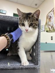 Shelter Stray Male Cat last seen Near BOYNTON LN, RENO NV 89502, 2825 Longley Ln Suite A, Reno, NV 89502, USA
