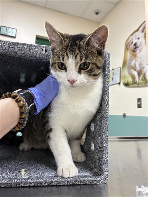 Shelter Stray Male Cat last seen Near BOYNTON LN, RENO NV 89502, 2825 Longley Ln Suite A, Reno, NV 89502, USA