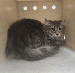 Shelter Stray Unknown Cat last seen Near BLOCK RIO POCO RD, RENO NV 89502, 2825 Longley Ln Suite A, Reno, NV 89502, USA