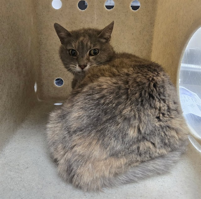 Shelter Stray Female Cat last seen Near W 4TH ST, RENO NV 89523, 2825 Longley Ln Suite A, Reno, NV 89502, USA