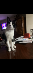 Lost Male Cat last seen Near huntington ln, Rockledge, FL 32955