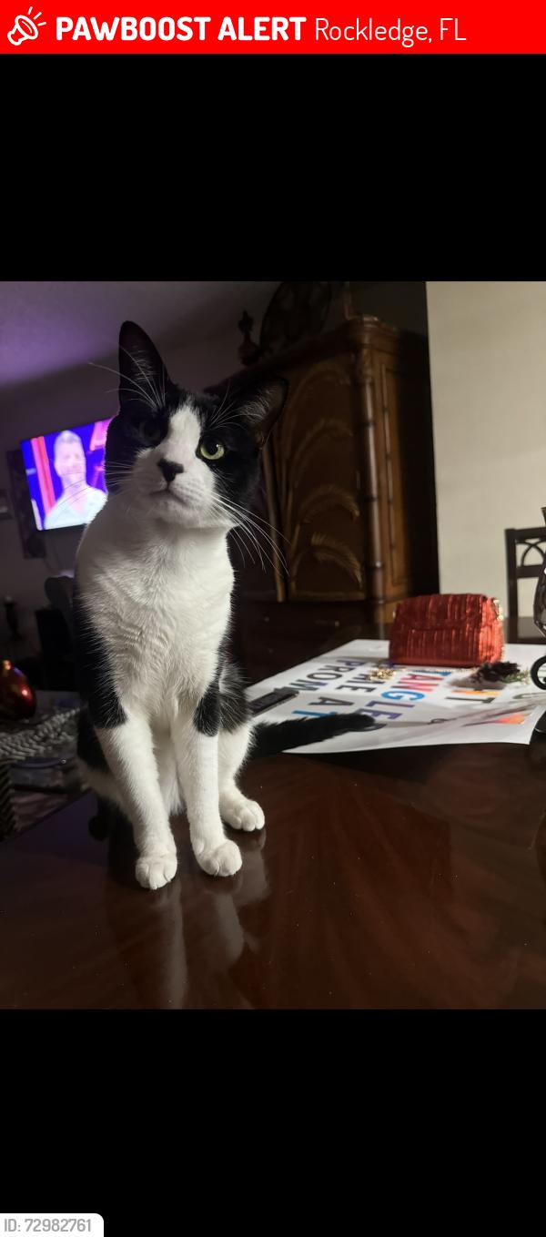 Lost Male Cat last seen Near huntington ln, Rockledge, FL 32955