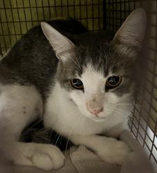 Shelter Stray Male Cat last seen VEECH RD LEESBURG, 12280 County Rd 448, Tavares, FL 32778, USA