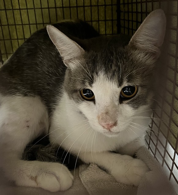Shelter Stray Male Cat last seen VEECH RD LEESBURG, 12280 County Rd 448, Tavares, FL 32778, USA
