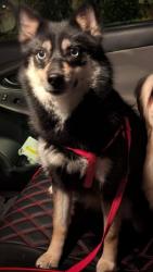 Reunited Male Dog last seen Dixie rd, Norfolk, VA 23505