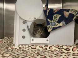 Shelter Stray Male Cat last seen , 3839 W Burnham St, West Milwaukee, WI 53215, USA