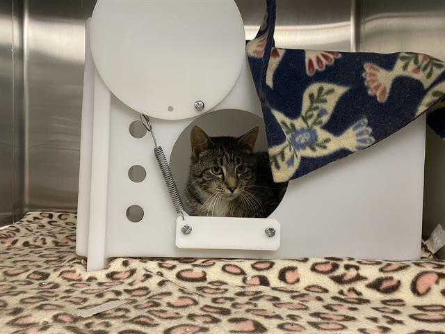Shelter Stray Male Cat last seen , 3839 W Burnham St, West Milwaukee, WI 53215, USA
