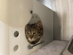 Shelter Stray Female Cat last seen , 3839 W Burnham St, West Milwaukee, WI 53215, USA