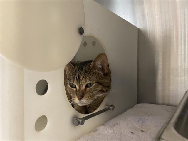 Shelter Stray Female Cat last seen , 3839 W Burnham St, West Milwaukee, WI 53215, USA