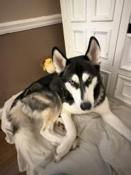Reunited Male Dog last seen Mableton Pkwy , Mableton, GA 30126