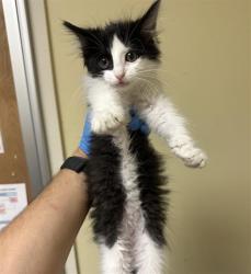 Shelter Stray Male Cat last seen MARYSVILLE BLVD & GRAND AVE, 2127 Front St, Sacramento, CA 95818, USA