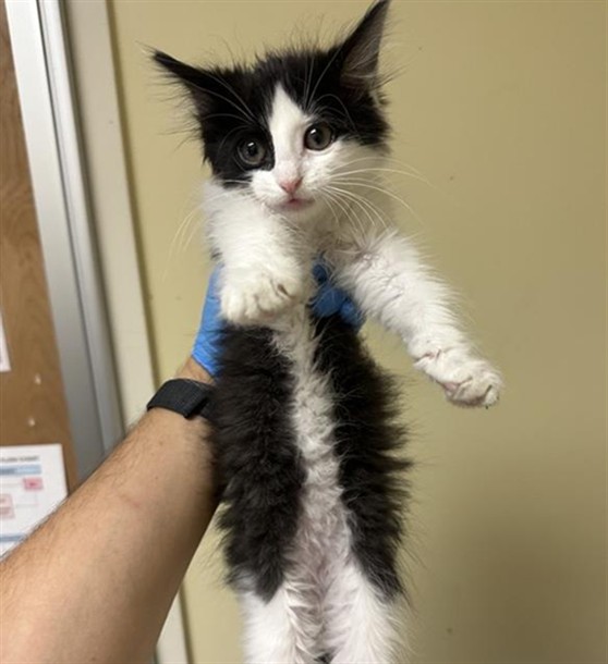 Shelter Stray Male Cat last seen MARYSVILLE BLVD & GRAND AVE, 2127 Front St, Sacramento, CA 95818, USA