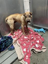 Shelter Stray Male Dog last seen 18TH ST & JANRICK AVE, 2127 Front St, Sacramento, CA 95818, USA