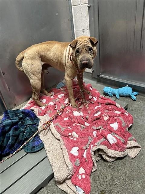 Shelter Stray Male Dog last seen 18TH ST & JANRICK AVE, 2127 Front St, Sacramento, CA 95818, USA