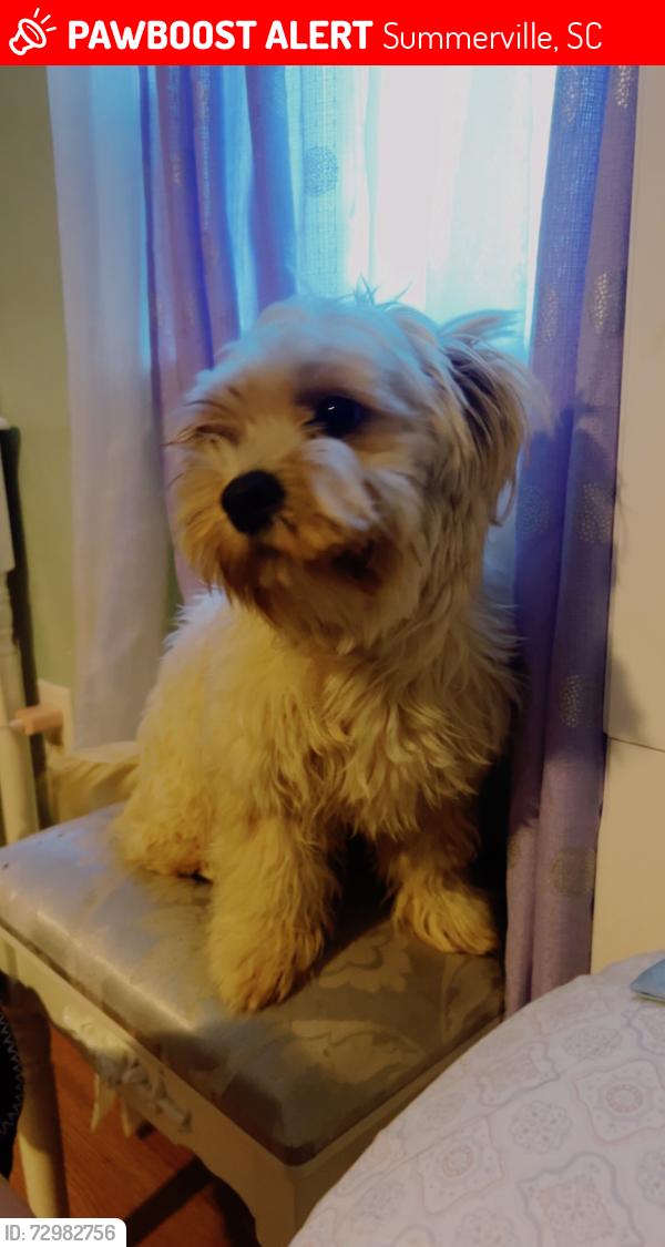 Lost Female Dog last seen Beech Hill Rd Summerville, Summerville, SC 29485