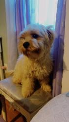 Lost Female Dog last seen Beech Hill Rd Summerville, Summerville, SC 29485